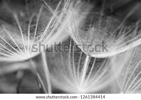 Black and white macro image of dandelion umbrella seed heads with detailed lace-like patterns. 

