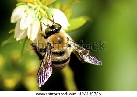 A bumble bee feeds on blueberry blooms. Royalty-Free Stock Photo #126139766