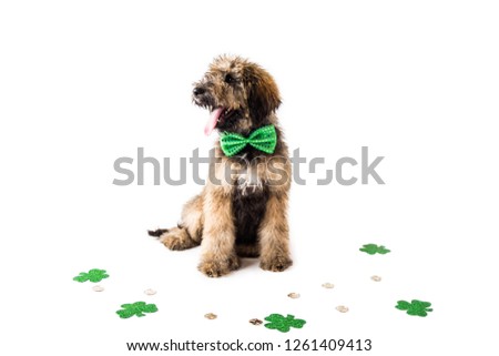 Golden Doodle Puppy dressed for St. Patricks Day