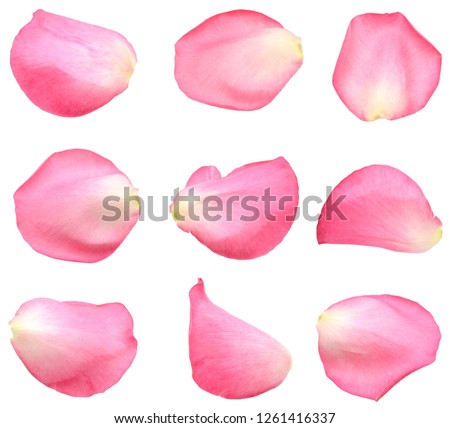 Pink rose petal isolated white Royalty-Free Stock Photo #1261416337