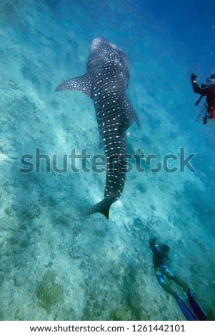 With the whale shark diving in the Maldive.                   