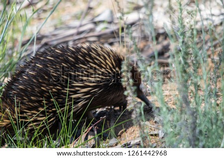 Echidna foraging in a grassy area on a sunny day