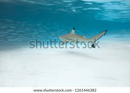 Young blacktip reef sharks on the beach.