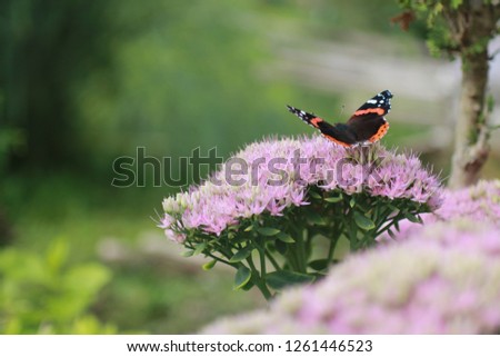 Butterfly on the flower in Lithuania