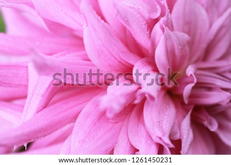 Pink flower macro photography, lithuania flowering