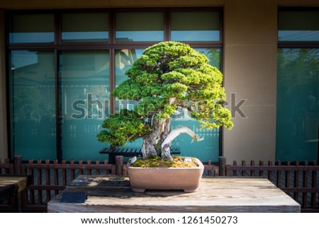 Japanese bonsai tree in Omiya bonsai village at Saitama, Japan