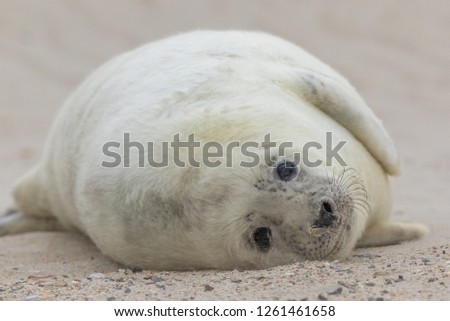 grey seal, grijze zeehond, kegelrob, Halichoerus grypus