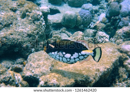 Beautiful leopard triggerfish in the coral reef.  