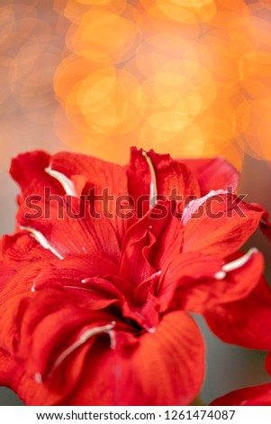 Close up of a red amaryllis. Amarilis flowers in Glass vase. Garland bokeh on background. Vertical Wallpaper