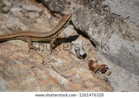Lizard on a stone wall