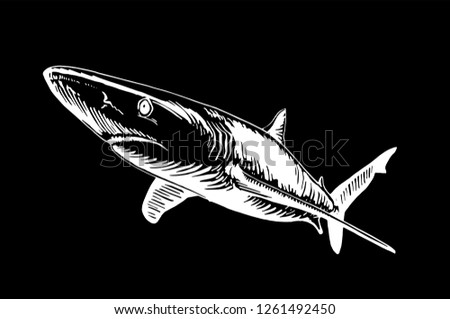 Graphical shark isolated on black background ,vector sketch, tattoo illustration