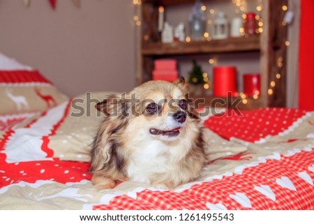 Chihuahua dog is lying on the bed.
