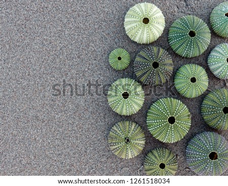 green sea urchins on wet sand beach, space for text
