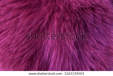 Texture natural long pile fur, fox purple painted,  close-up. Textures, background