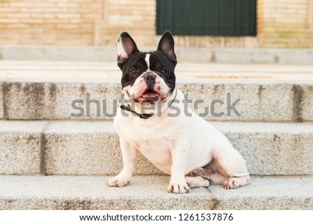 Urban scene. Dog sitting on a stairs in the street.