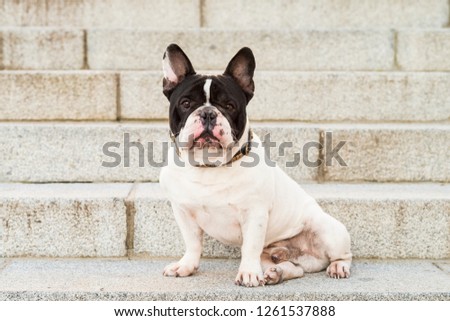 Urban scene. Dog sitting on a stairs in the street.
