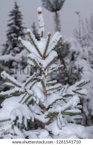 White fluffy snow on the branches of a green Christmas tree.
