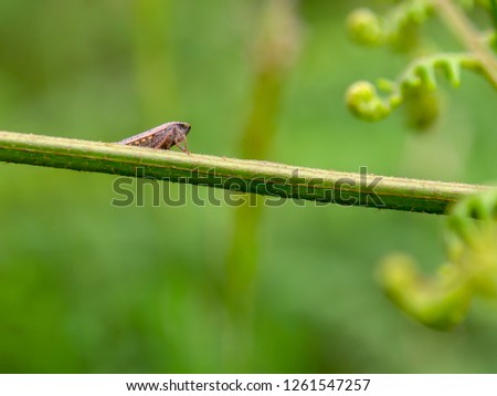 Macro photography of a very tiny grasshopper standing on an eagle fern branch. Captured at the Andean mountains of central Colombia.
