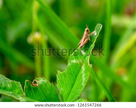 Macro photography of a little brown grasshopper resting on a half eaten clover leaf. Captured at the Andean mountains of central Colombia.