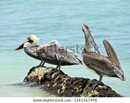 Pelicans in Los Roques. Birds in nature. Animal's scenery. Wildlife's scenery. Beutiful bird in nature scenery. Great landscape. Wild life's scenery. Bird's picture. Bird's image.