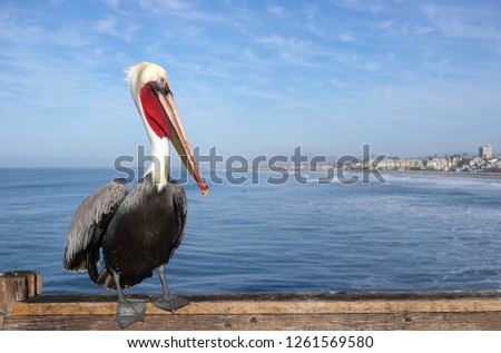 Young brown pelican sitting on ocean pier                              