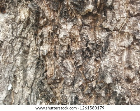 Brown patterned bark background