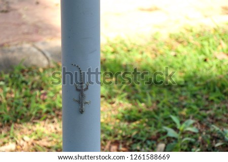 Lizard on the pole