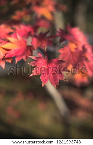 Autumn image of Japanese maple