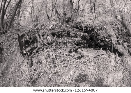 bared roots of tree in forest, note shallow depth of field