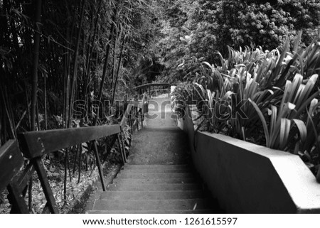 Stairs in the middle of a rain forest, peaceful walk.