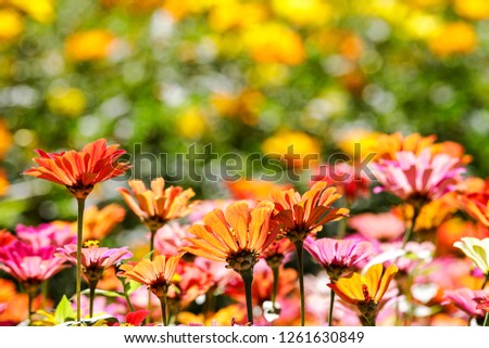 The Beautiful Wide Angle flower background. Panoramic floral wallpaper with pink chrysanthemum flowers close up
