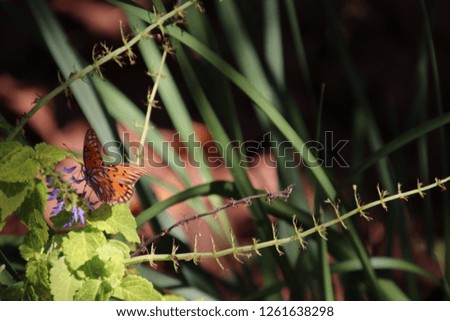 Orange and black monarch butterfly or moth pollinating flowers in garden.