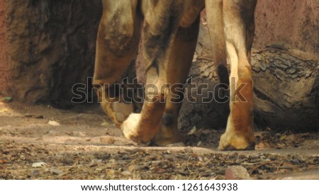 Close up of Lion's legs in African bush-veld Forest,Extreme detailed view of legs of the jingle king lion .