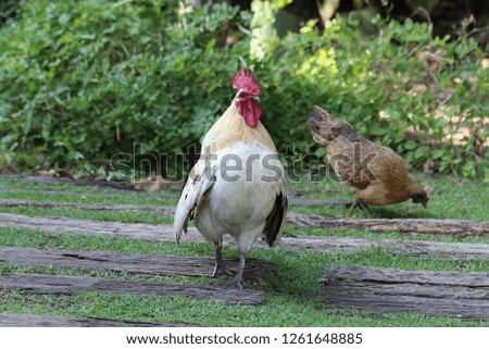 Hen or Bantam beautiful crowing with red crest in thailand.
Bantam is a charming animal very cute. If the release of natural cages will be seen Walk around and Make the garden look alive. 