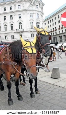 Two horses in caps on the block pavement