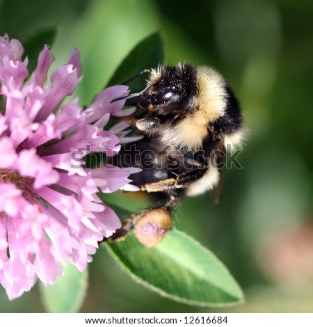 Close view of a bumblebee sucking nectar on a red clover