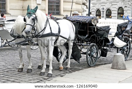 Two white horse in caps with a coach