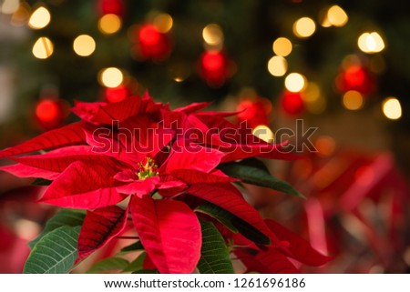 Beautiful red Poinsettia (Euphorbia pulcherrima), Christmas Star flower. Festive red and golden holiday bokeh background.  Royalty-Free Stock Photo #1261696186