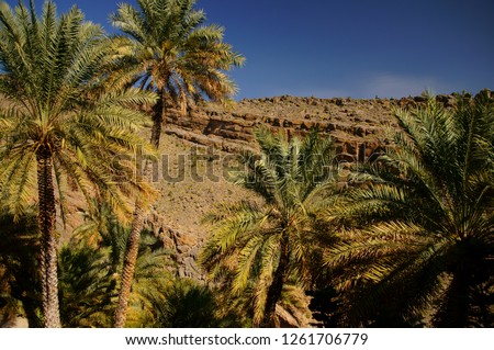 Misfat Al Abriyen oasis (Misfah). Oman