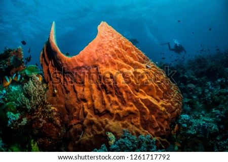 Large orange barrel sponge coral with small fish around it with scuba divers swimming by in the background
