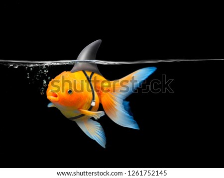 Goldfish with shark fin swim in black water, Gold fish with shark flip . Mixed media Royalty-Free Stock Photo #1261752145