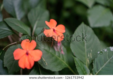 orange flower blossom