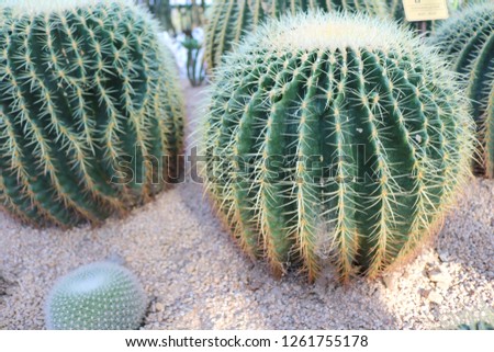 Two cacti round in the sand