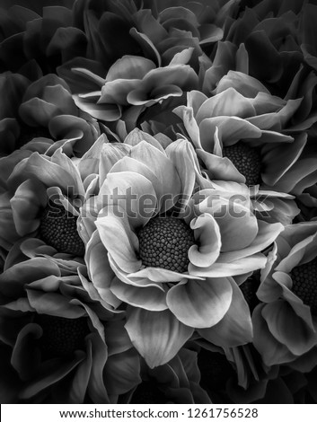 The black and white image of flower.picture sadly and mysterious.abstract background. Chrysanthemum of petals pattern and texture.Dendranthemum grandifflora