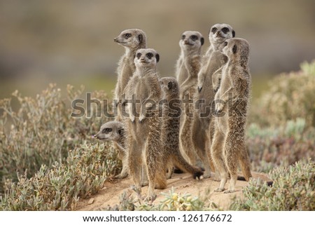 Wild meerkats (aka suricates), Karoo, South Africa