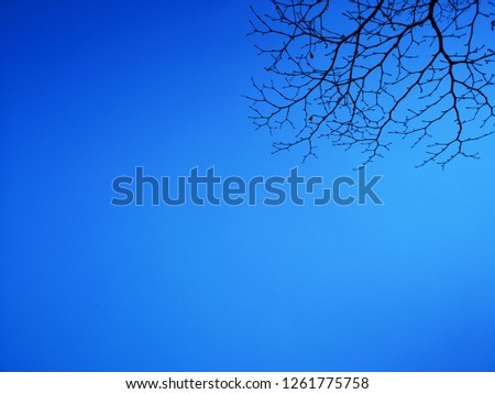 blue sky background with deciduous branch of silhouette tree on a bright day in summertime in Thailand with copy space