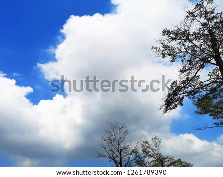 Blue sky covered with fluffy clouds. big tree branches to shade to create moisture to the world.