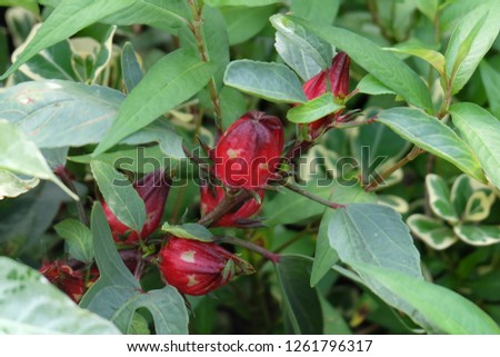 The red roselle