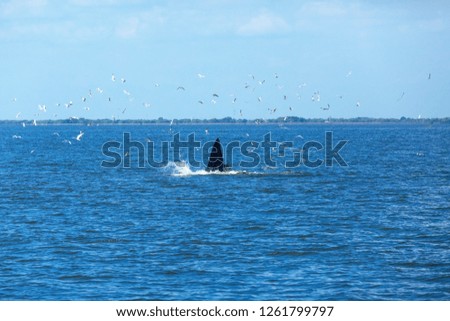 Bryde's whale, Eden's whale, Eating fish at gulf of Thailand.

