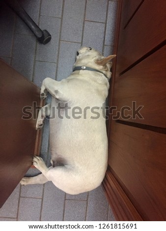 Sleeping fawn French Bulldog between wooden panels on floor tiles